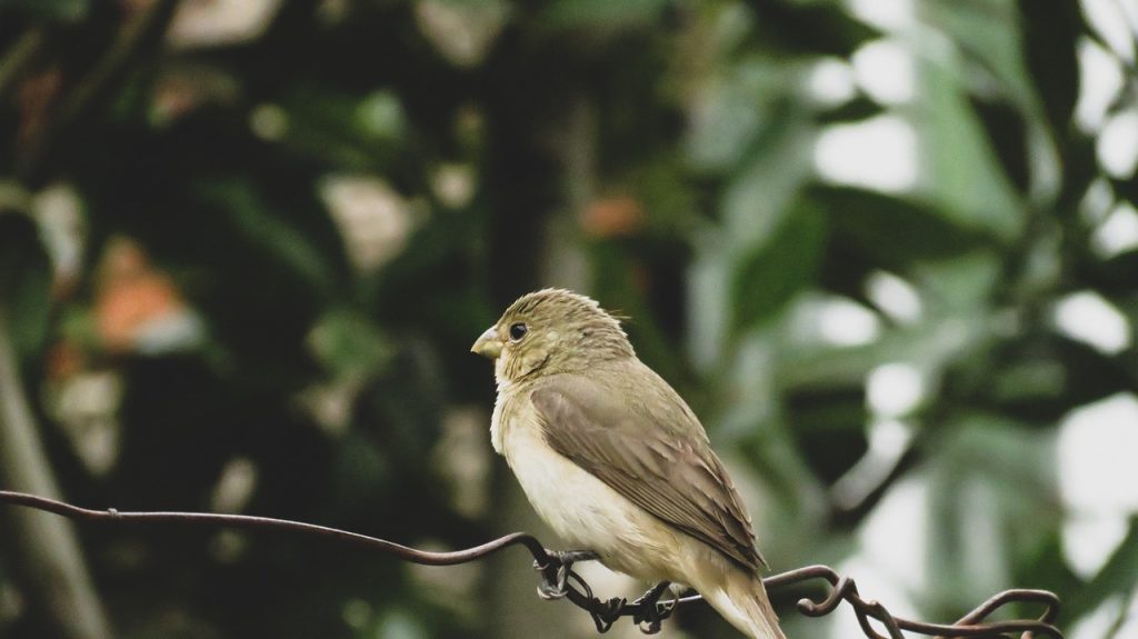 Burung Bertengger di atas Kabel
