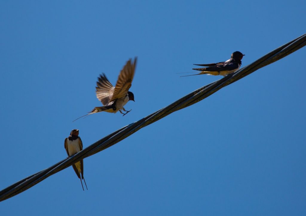 Burung di atas kabel