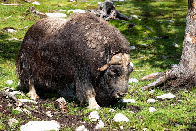 Musk Ox adalah lembu berbulu lebat