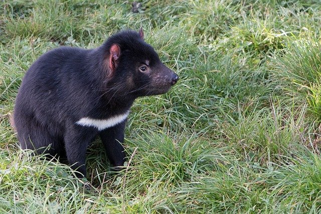 Tasmanian devil hanya ada di Tasmania