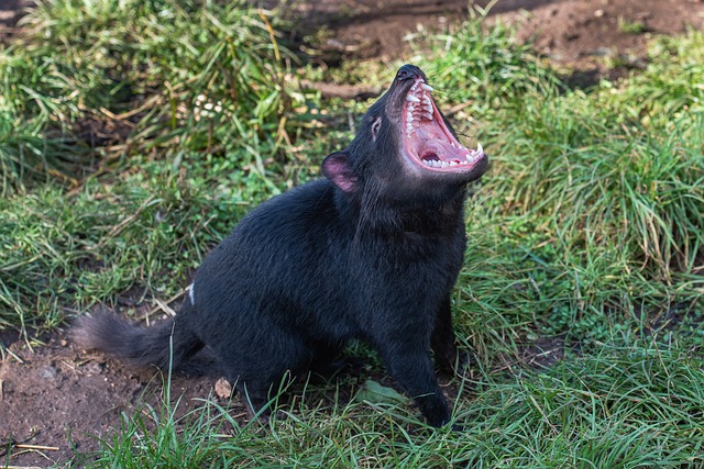 Tasmanian devil salah satu hewan paling bau di dunia