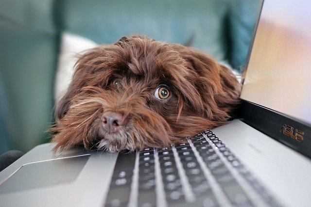 anjing (Martine Auvray dari Pixabay)