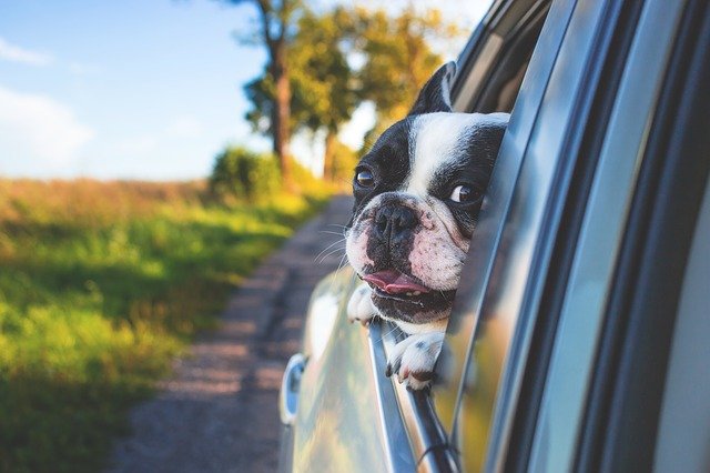 anjing di mobil (Pexels dari Pixabay)