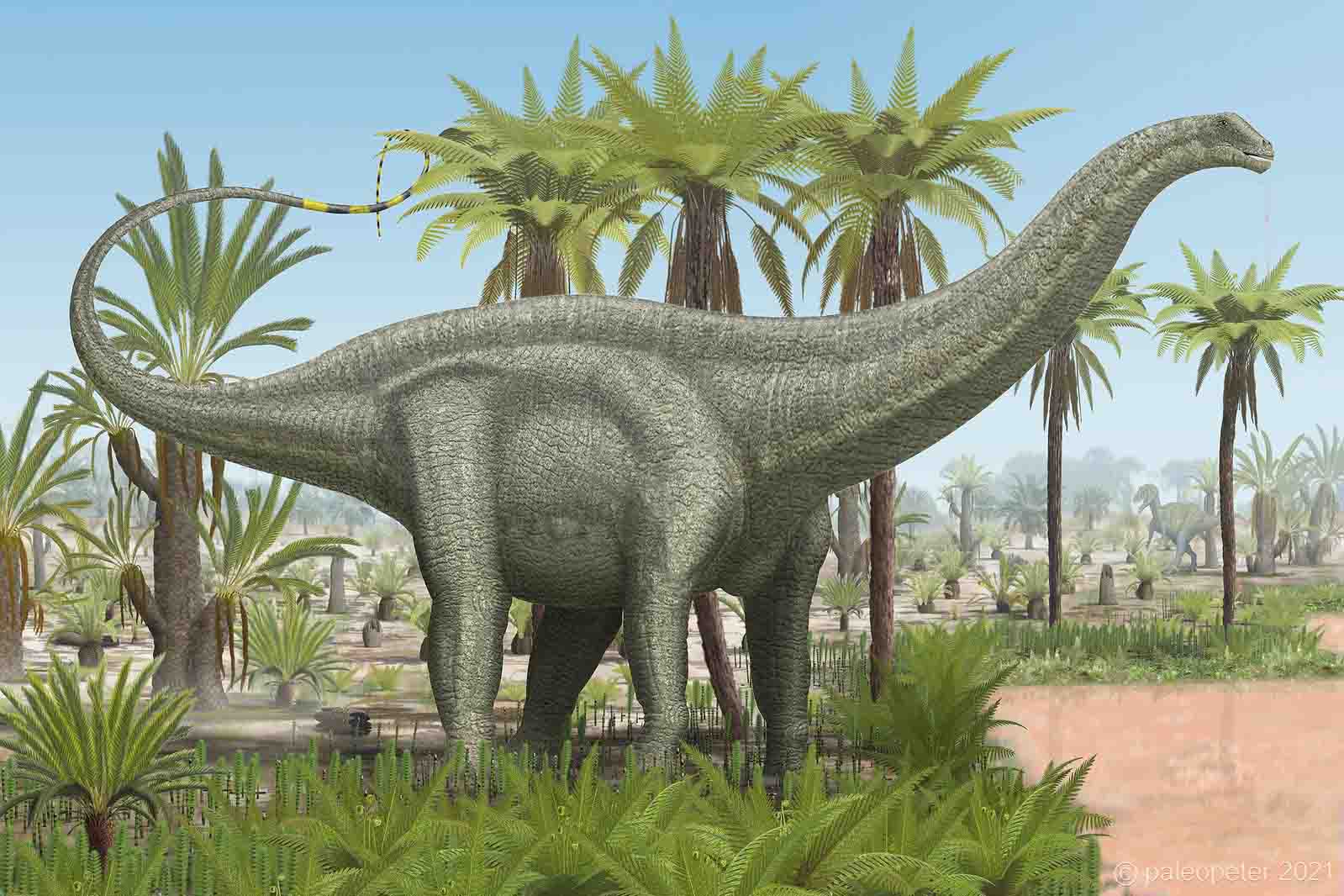 apatosaurus