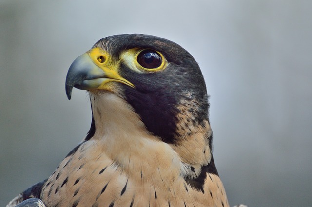 burung alap alap kawah