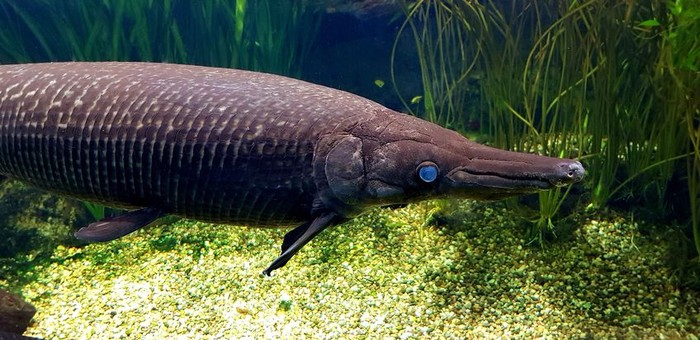ikan aligator gar