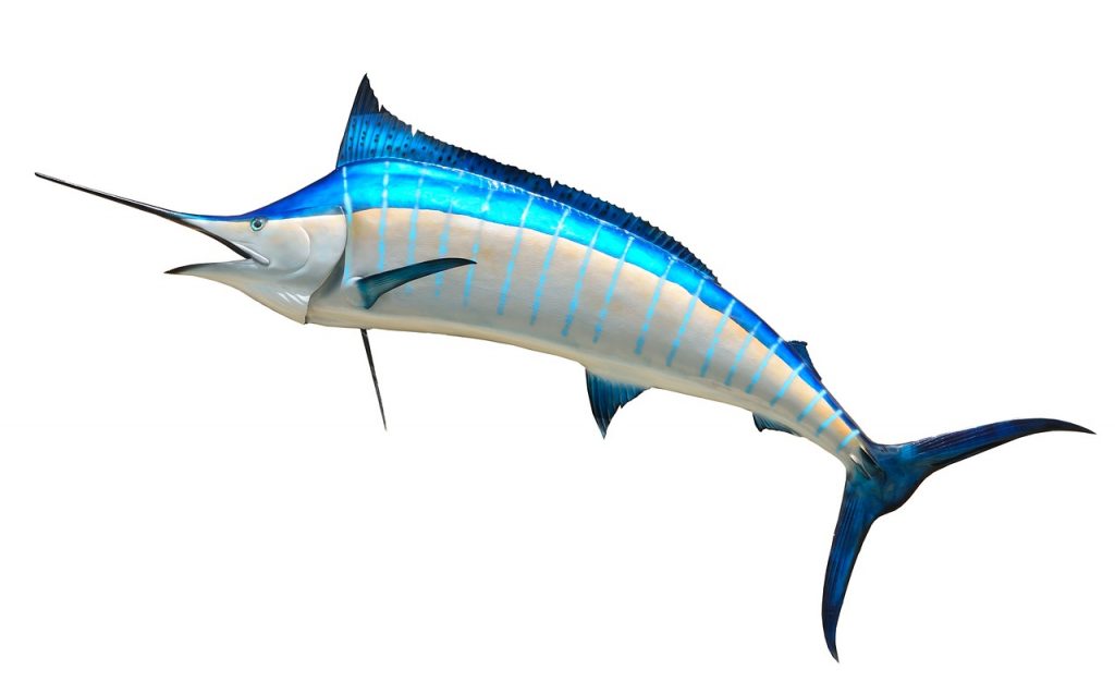 ikan layar