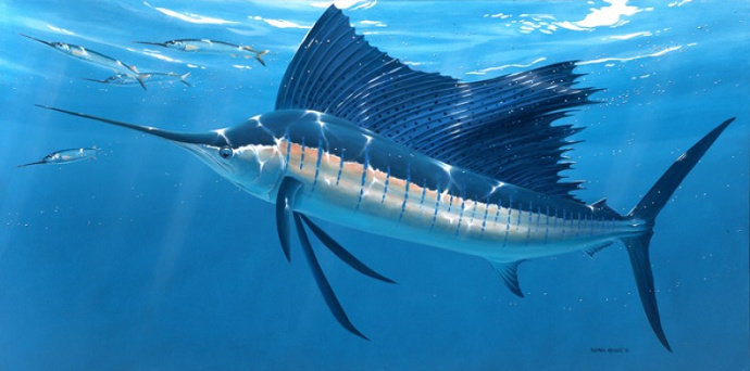 ikan layar atau sailfish salah satu ikan tercepat di dunia