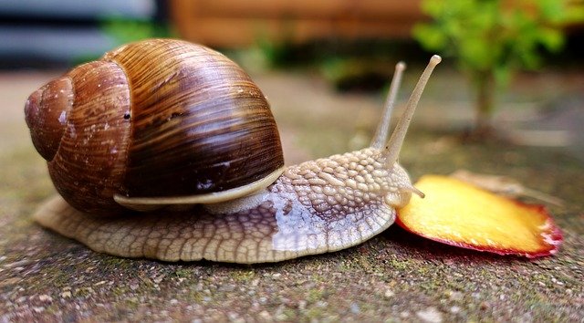 siput termasuk hening paling hening di dunia
