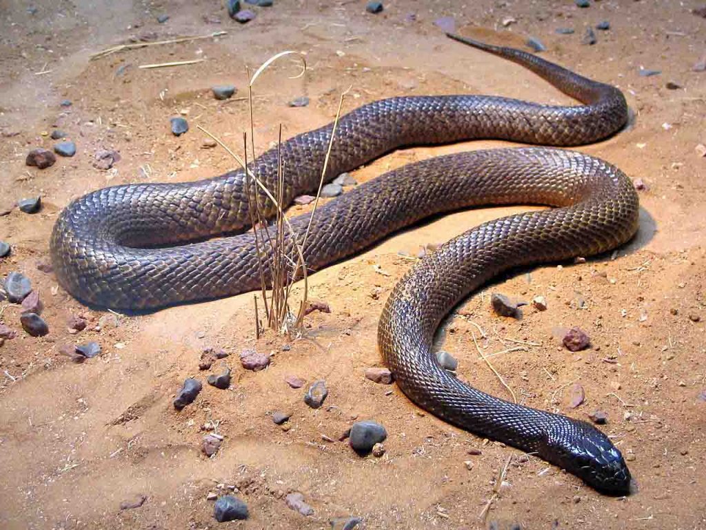 ular taipan pedalaman
