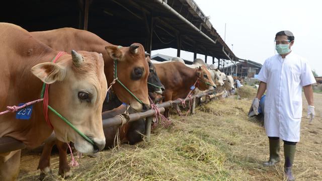 Berqurban dengan Cara Patungan. (Foto merdeka.com, Imam Bukhori)