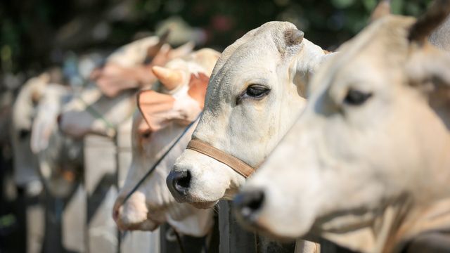 Pengertian Ibadah Qurban. (Foto klikdokter.com)