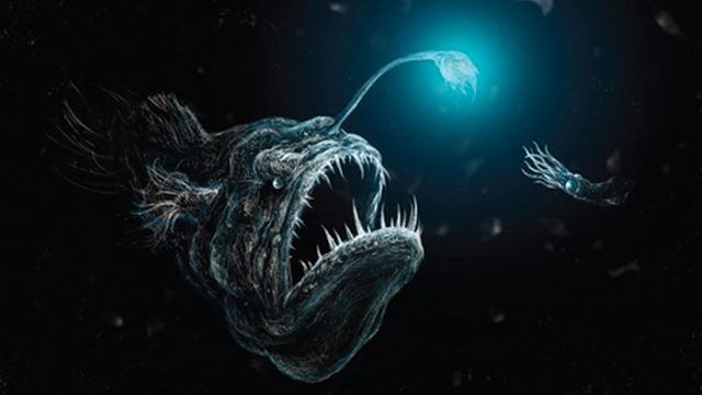 Anglerfish si monster dari laut terdalam Palung Mariana (Foto liputan6.com)