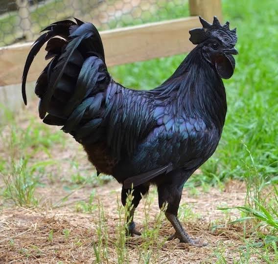 Ayam cemani (Foto kabar24.bisnis.com)