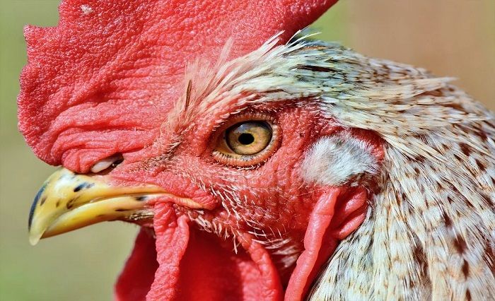 Ayam memiliki pendengaran yang baik (Foto pixabay.com, Ralp)