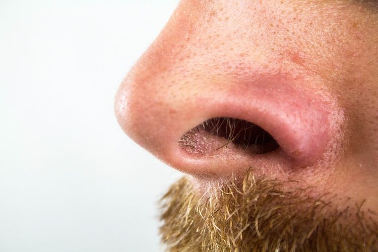 Bulu hidung (Foto Derneumann, Pixabay via kompas.com)