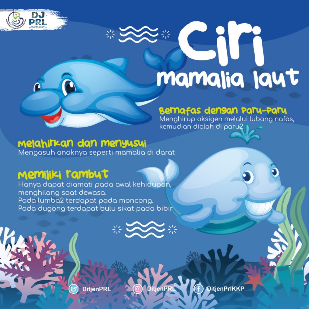 Ciri-Ciri Mamalia Laut