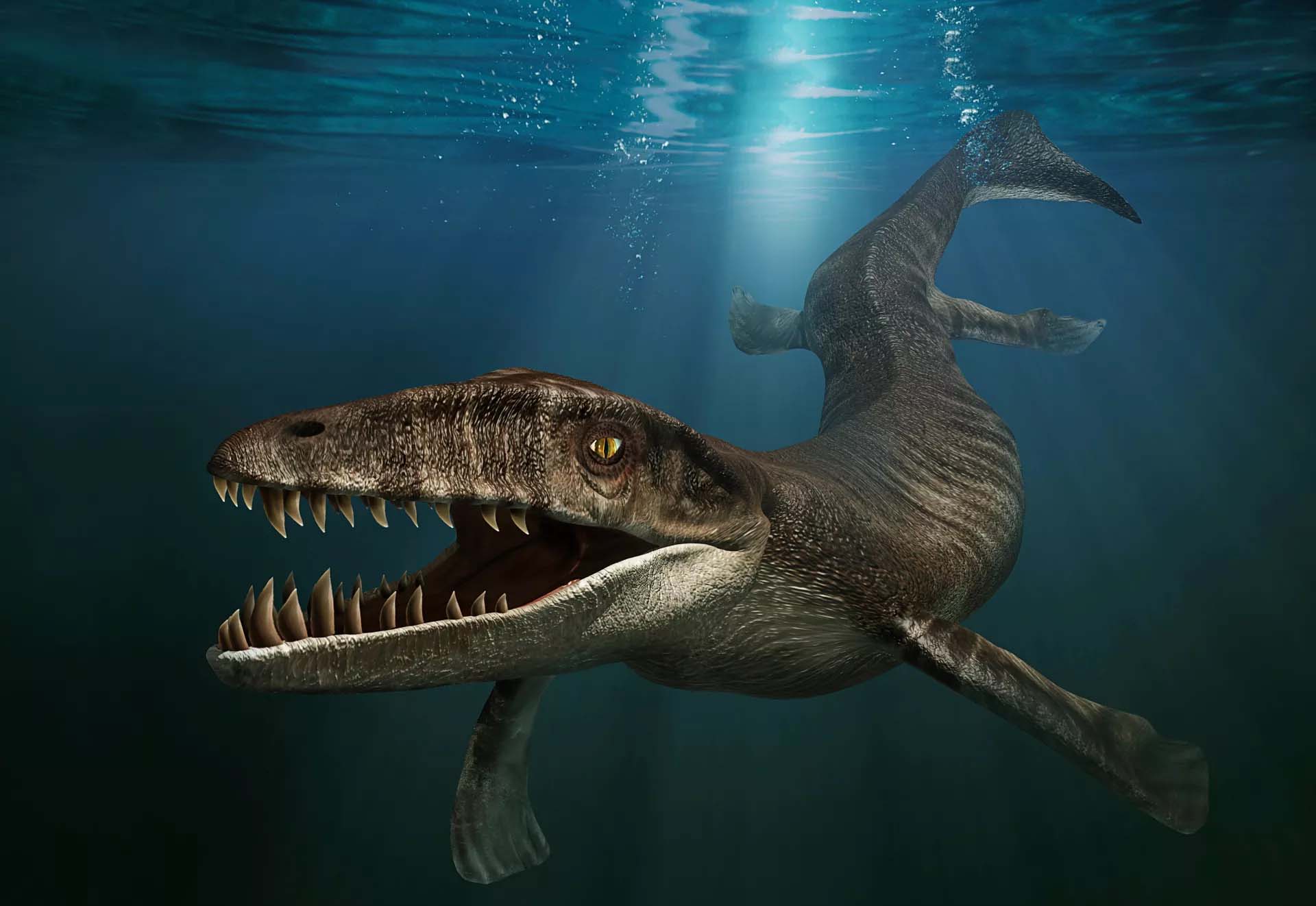 Dakosaurus (Gambar dkfindout.com)