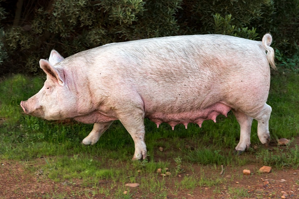 Halal Karena Zatnya (Foto pixabay.com)