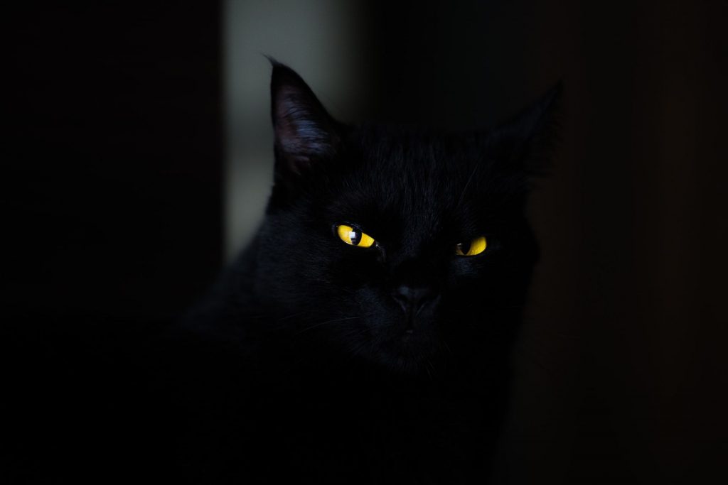 Jin Berbentuk Kucing (Foto unslpash.com, Eduardo Mallmann)