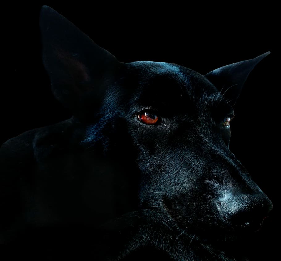 Jin Berbentuk Ular, Anjing, dan Binatang Lainnya (Foto wallpaperflare.com)