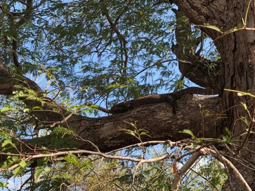 Komodo bersembunyi di atas pohon (Okezone.com,Dimas)