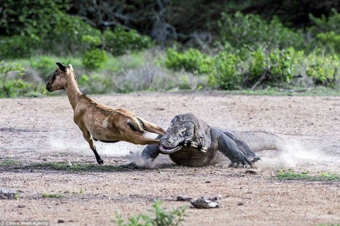 Komodo membunuh hewan dengan satu gigitan. (Foto Dailymail via indozone.id)