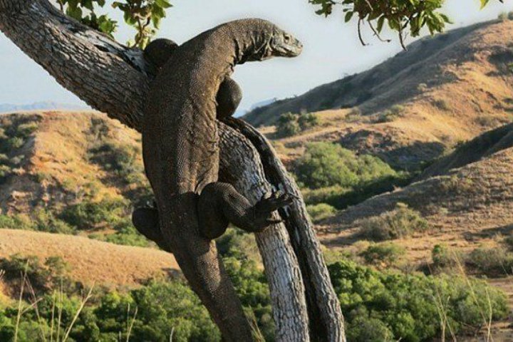Komodo pandai memanjat pohon. (Foto wowkeren.com)