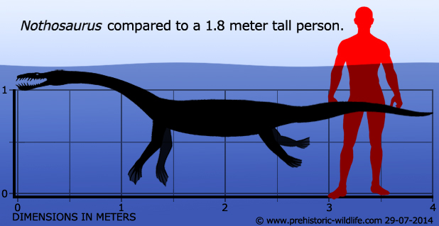Perbandingan Nothosaurus dengan manusia. (Gambar prehistoric-wildlife.com)