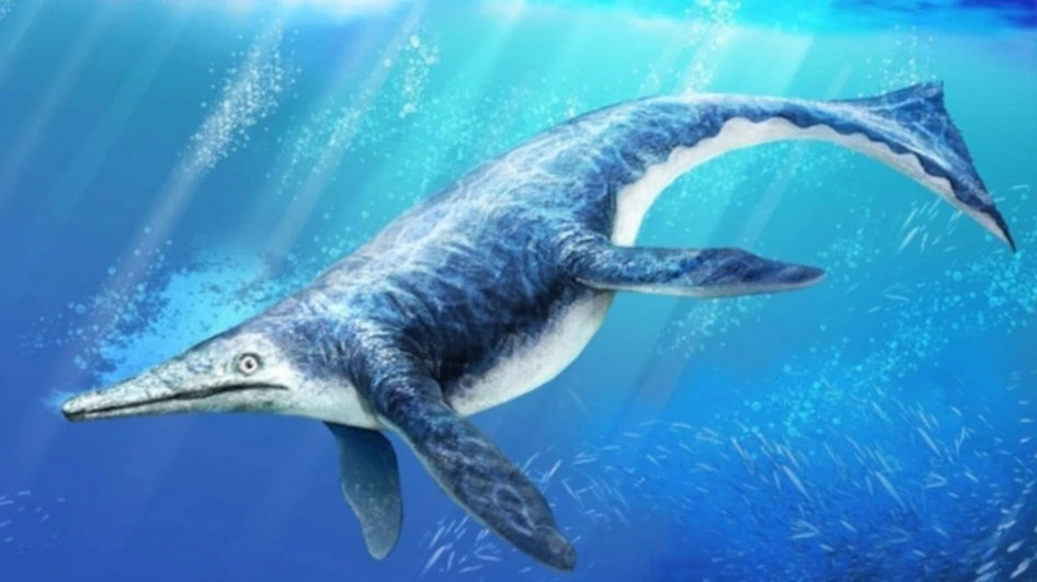 Shastasaurus (Gambar Fanon Wiki-Fandom)