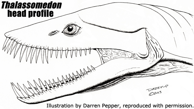 Struktur kepala thalassomedon (Gambar prehistoric-wildlife.com)