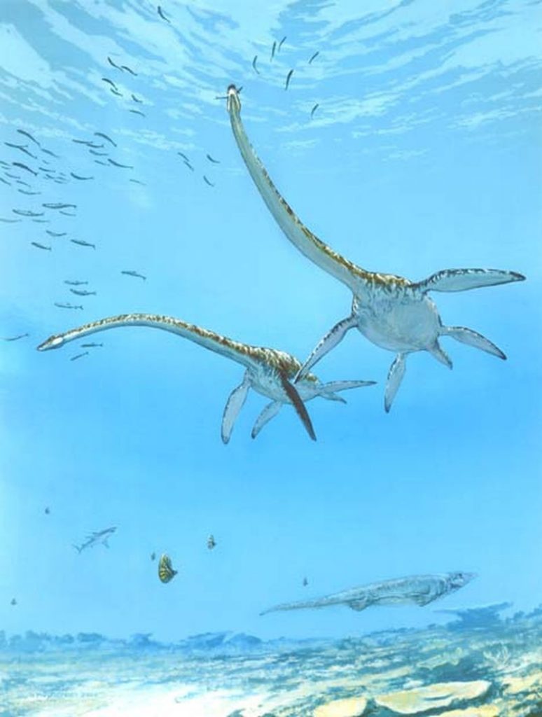 Thalassomedon (Gambar dinosaurpictures.org)