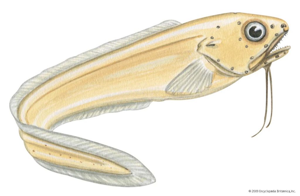 belut cusk (Gambar Encyclopedia Britannica, Inc)