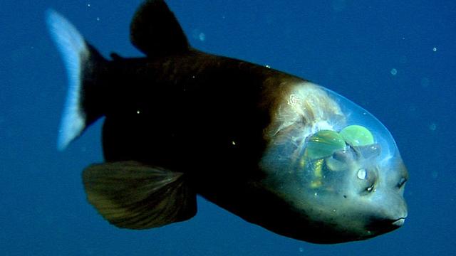 ikan barreleye berkepala transparan (Foto National Geographic, liputan6.com)