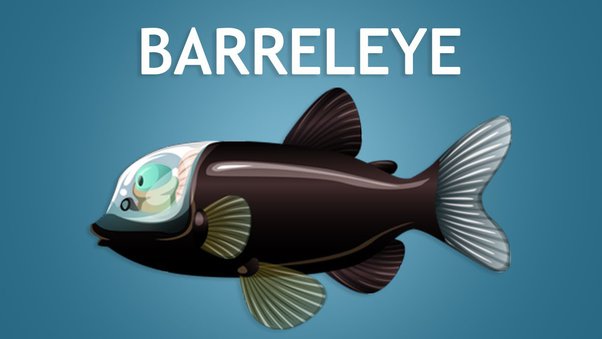 ikan barreleye berkepala transparan (Foto quora.com)
