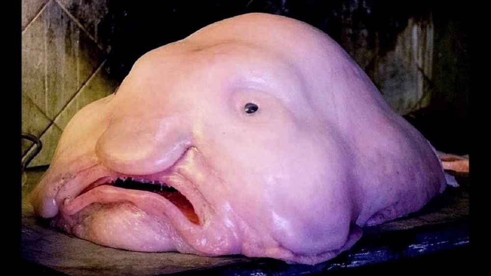 ikan blobfish (Foto amazing.zone, idntimes.com)