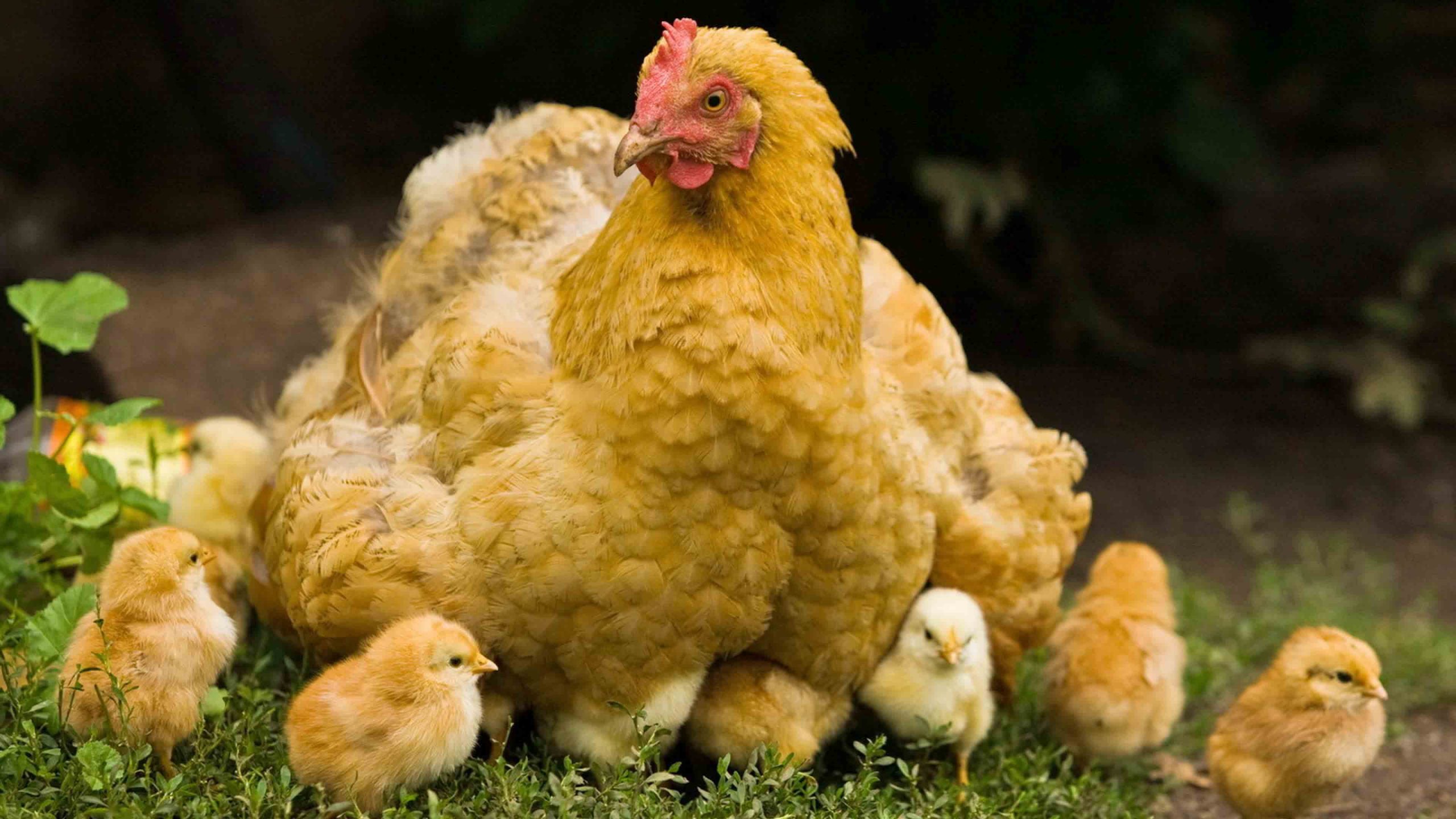 induk ayam sayang kepada anaknya (Foto kompasiana.com)