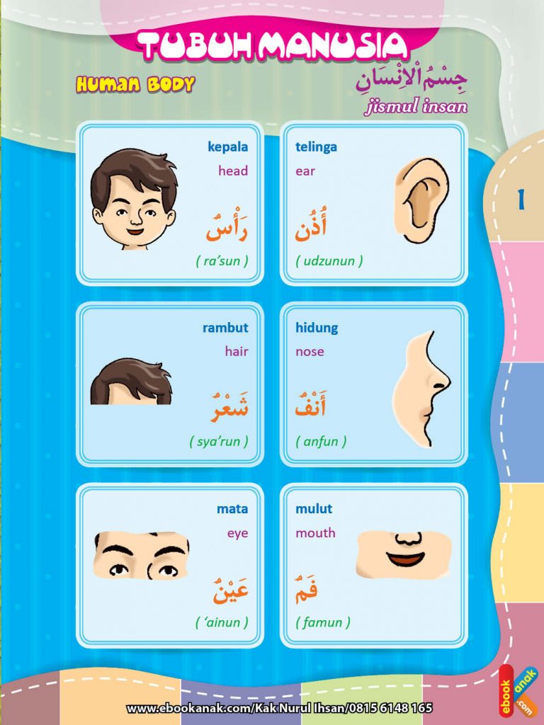 kamus bergambar 3 bahasa, Anggota Tubuh
