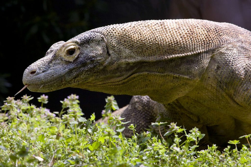 komodo (Foto zooatlanta.org)