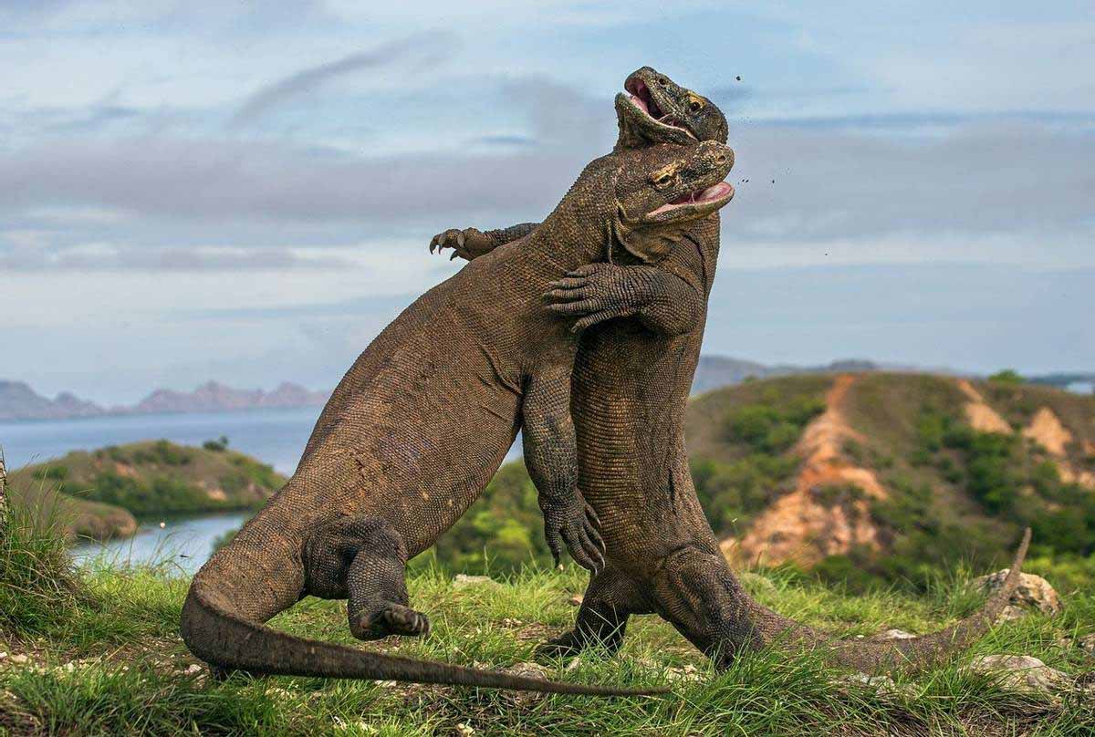 komodo bisa berdiri dengan 2 kaki (Foto www.naturetrek.co.uk)