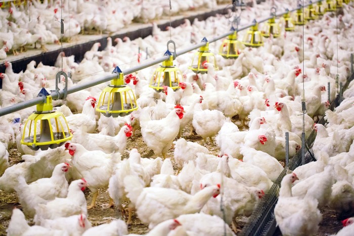 peternakan ayam (Foto Shutterstock via finance.detik.com)