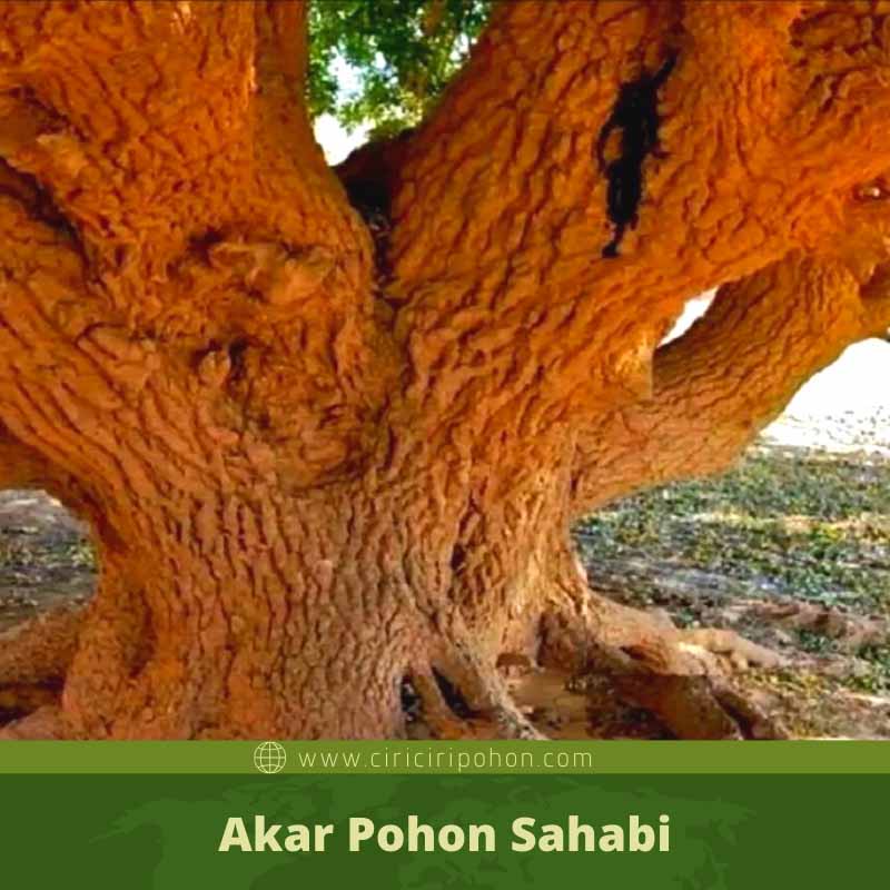 Akar Pohon Sahabi (Foto ciriciripohon.jpg