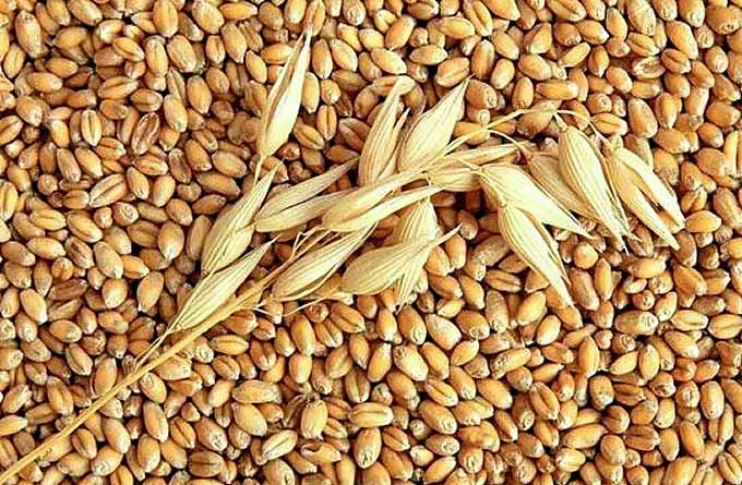 Barley atau jelai (Foto boombastis.com)