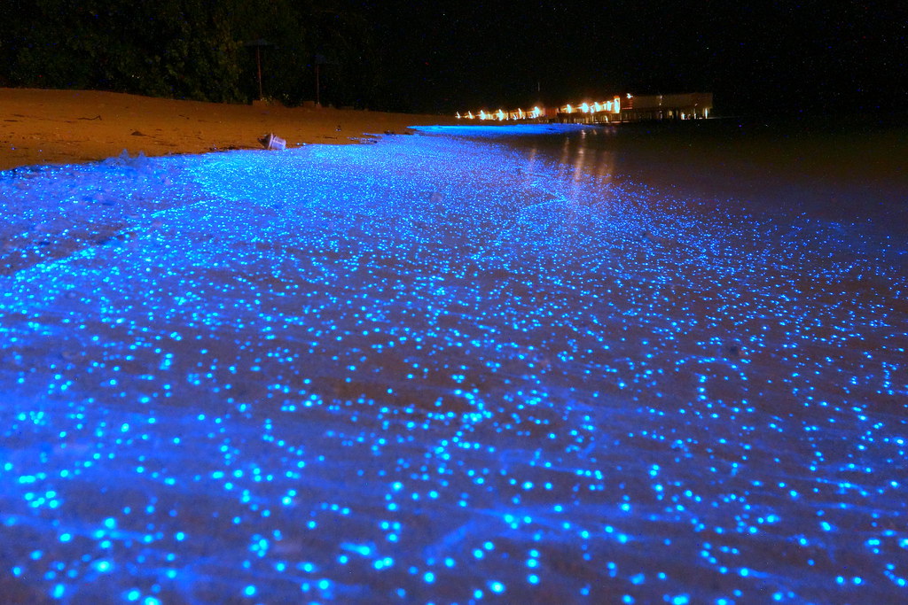 Bioluminesensi di Pulau Vadhoo Maladewa. (Foto flickr.com)