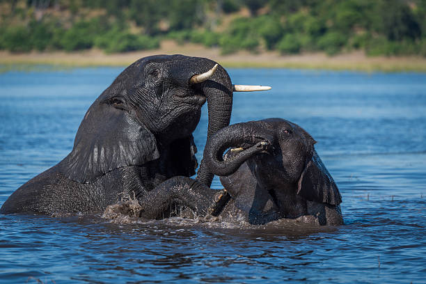 Gajah sedang berenang. (Foto iStockphoto.com)