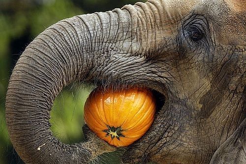 Gajah sedang makan labu. (Foto sibinatang.com)