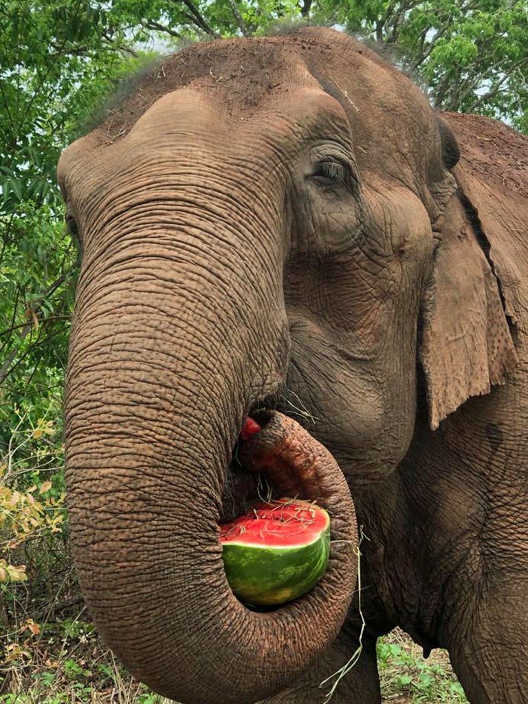 Gajah sedang makan semangka. (Foto Twitter)