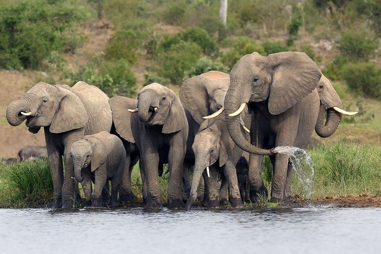 Gajah suka hidup berkelompok sehingga ditakuti musuh. (Foto Shutterstock)