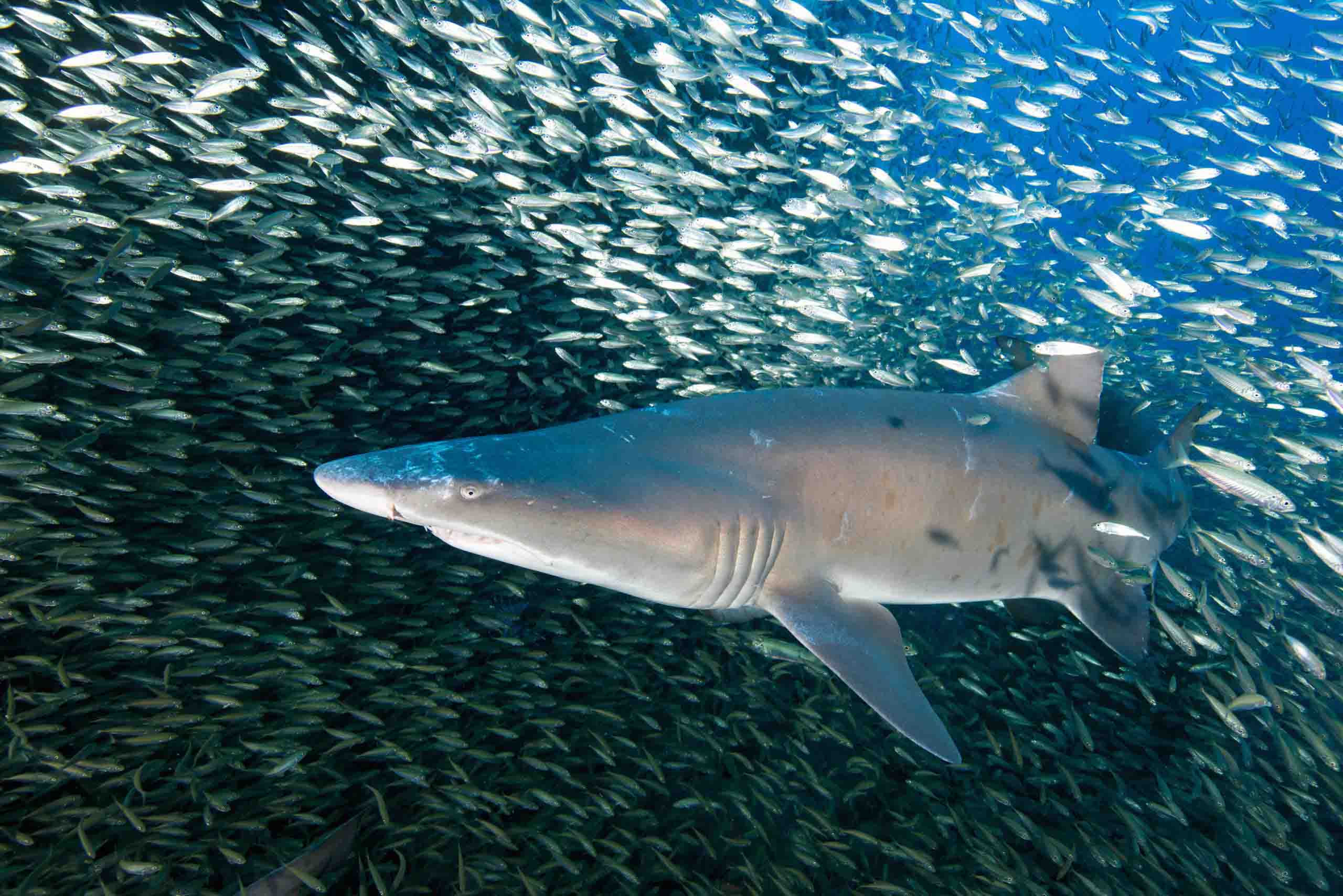Hiu harimau. (Foto Greg McFall, NOAA, coastalreview.org)