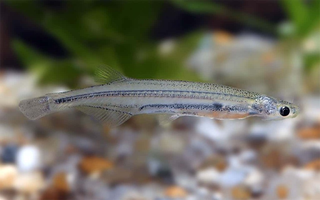 Ikan candiru di sungai Amazon (Foto Blog do Pescador)